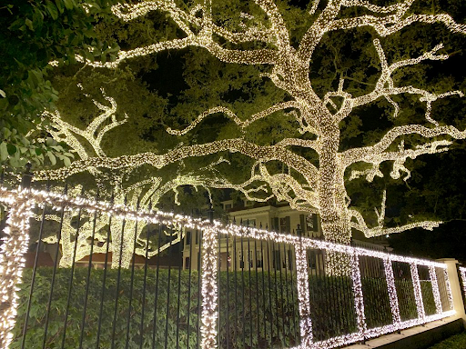 Oaks decorated with lights