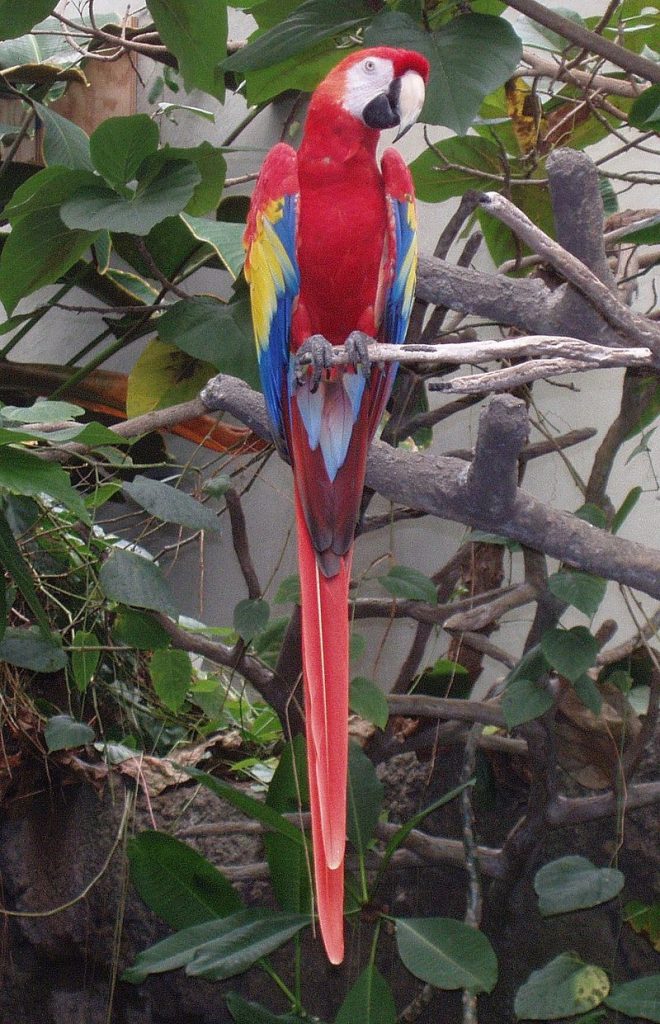 This isn’t Tutti, but our protagonist was a predominantly red macaw like this one.