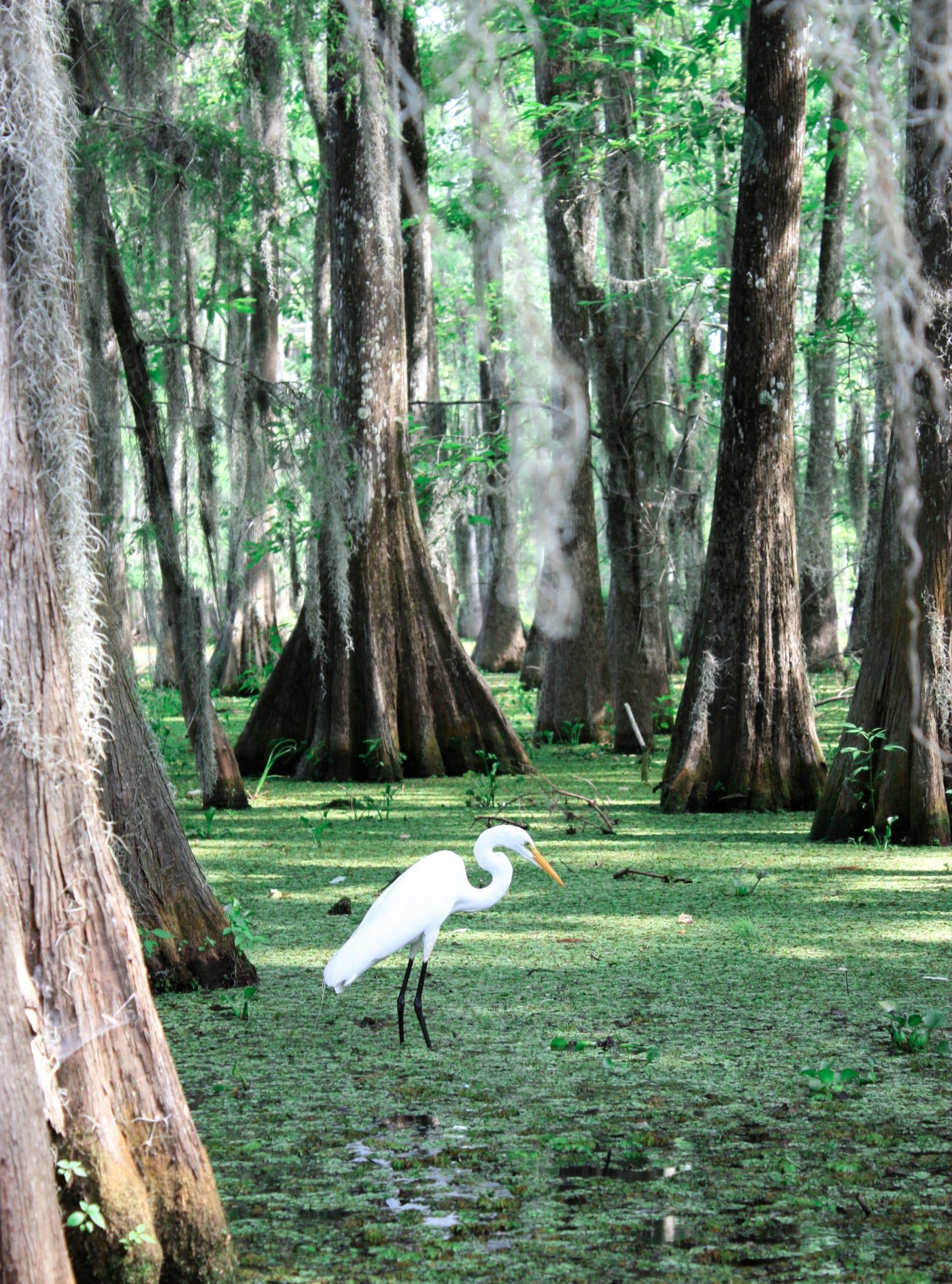 The Native People of New Orleans